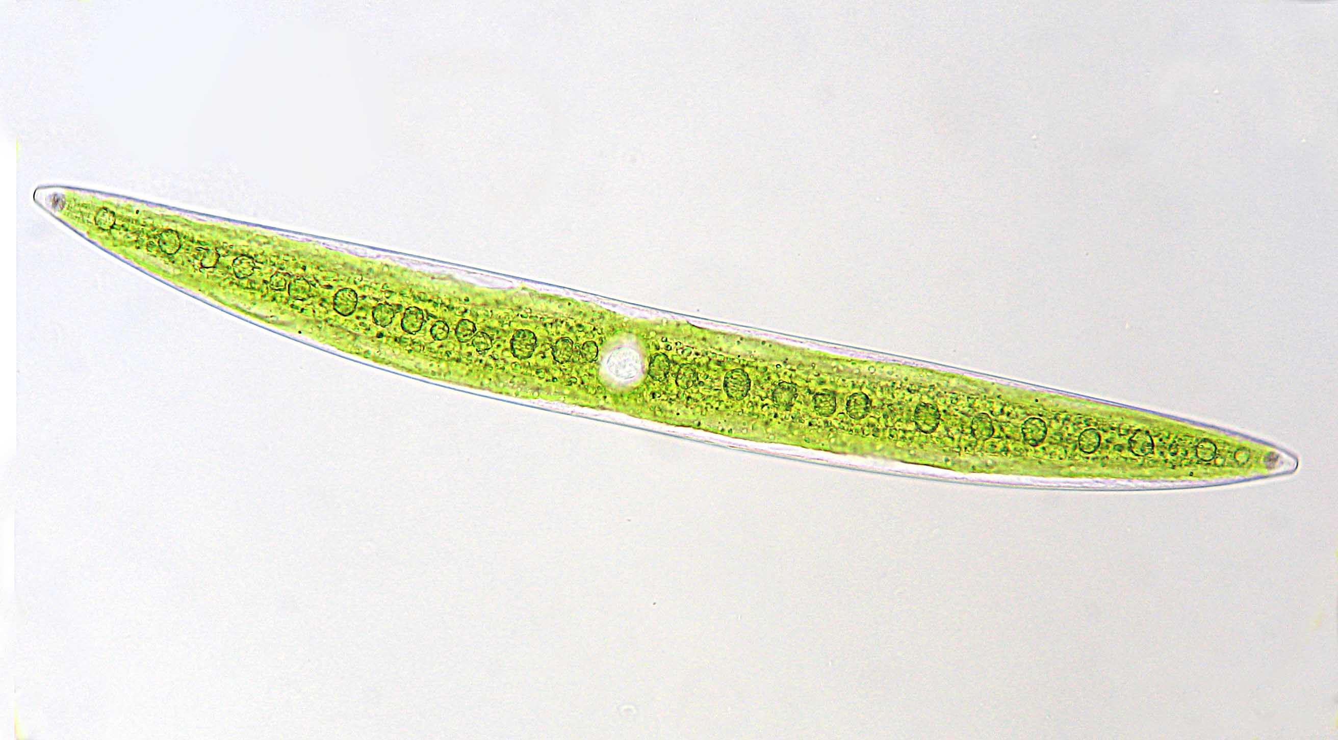 Closterium acerosum